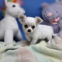 Kahlua's F A, a female Chihuahua for sale in Vinemont, AL – 4 of 8