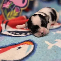 Cotton Candy's M, a male Maltese and Papillon for sale in Vinemont, AL – 3 of 4