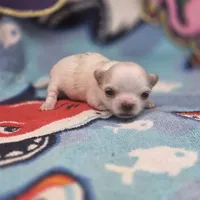 Rose' M A, a male Chihuahua for sale in Vinemont, AL – 1 of 4