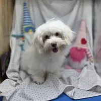 Harpie M A, a male Havanese for sale in Vinemont, AL – 2 of 8