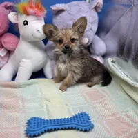 Capri M B, a male Papillon and Yorkshire Terrier for sale in Vinemont, AL – 1 of 4