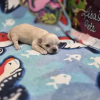 Rose' M B, a male Chihuahua for sale in Vinemont, AL – 2 of 4