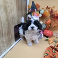 Brazil's M B, a male Maltipoo for sale in Vinemont, AL – 2 of 4