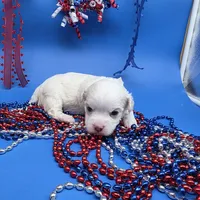 Harpie M B, a male Havanese for sale in Vinemont, AL – 4 of 5