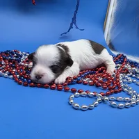 Sawdust M, a male Havanese for sale in Vinemont, AL – 1 of 5