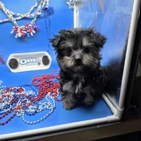 France's M, a male Yorkipoo for sale in Vinemont, AL – 2 of 4