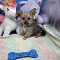 Capri M B, a male Papillon and Yorkshire Terrier for sale in Vinemont, AL – 3 of 4