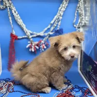 Caycee's FB, a female Havanese and Pomeranian for sale in Vinemont, AL – 4 of 8