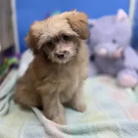 Dahlia F A, a female Pomapoo for sale in Vinemont, AL – 3 of 8