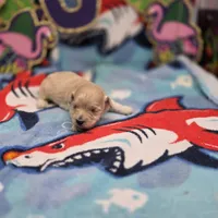 Babygirl F A, a female Maltipoo for sale in Vinemont, AL – 4 of 4