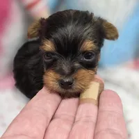 Luna F C, a female Yorkshire Terrier for sale in Vinemont, AL – 4 of 4