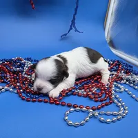 Sawdust M, a male Havanese for sale in Vinemont, AL – 3 of 5