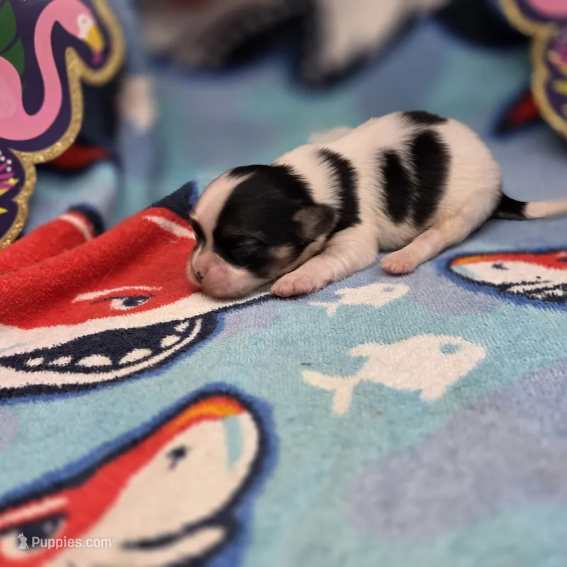 Cotton Candy's M – Maltese, Papillon puppy for sale in Vinemont, AL