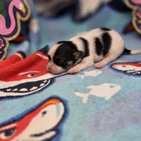 Cotton Candy's M, a male Maltese and Papillon for sale in Vinemont, AL – 1 of 4