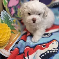 Harpie M C, a male Havanese for sale in Vinemont, AL – 3 of 4