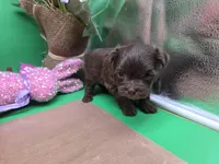 Caycee's MB, a male Havanese and Pomeranian for sale in Vinemont, AL – Photo 2 of 4