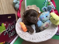 Caycee's MB, a male Havanese and Pomeranian for sale in Vinemont, AL – Photo 3 of 4