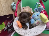 Caycee's MB, a male Havanese and Pomeranian for sale in Vinemont, AL – Photo 4 of 4