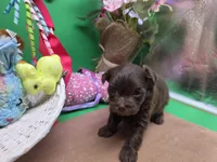 Caycee's MB, a male Havanese and Pomeranian for sale in Vinemont, AL – Photo 1 of 4