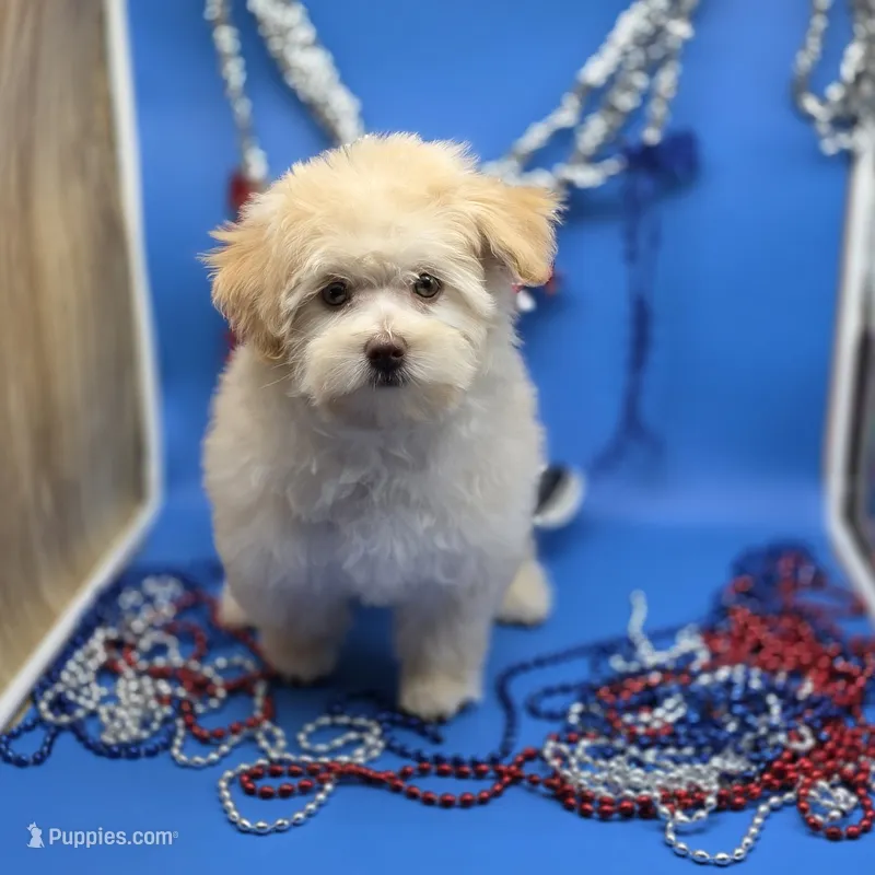 Caycee's FA – Havanese, Pomeranian puppy for sale in Vinemont, AL