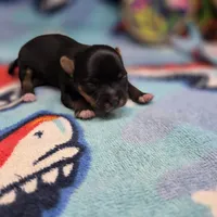 Jerica's F, a female Papillon and Yorkshire Terrier for sale in Vinemont, AL – 4 of 4