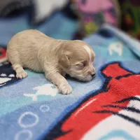 Babygirl M A, a male Maltipoo for sale in Vinemont, AL – 3 of 4