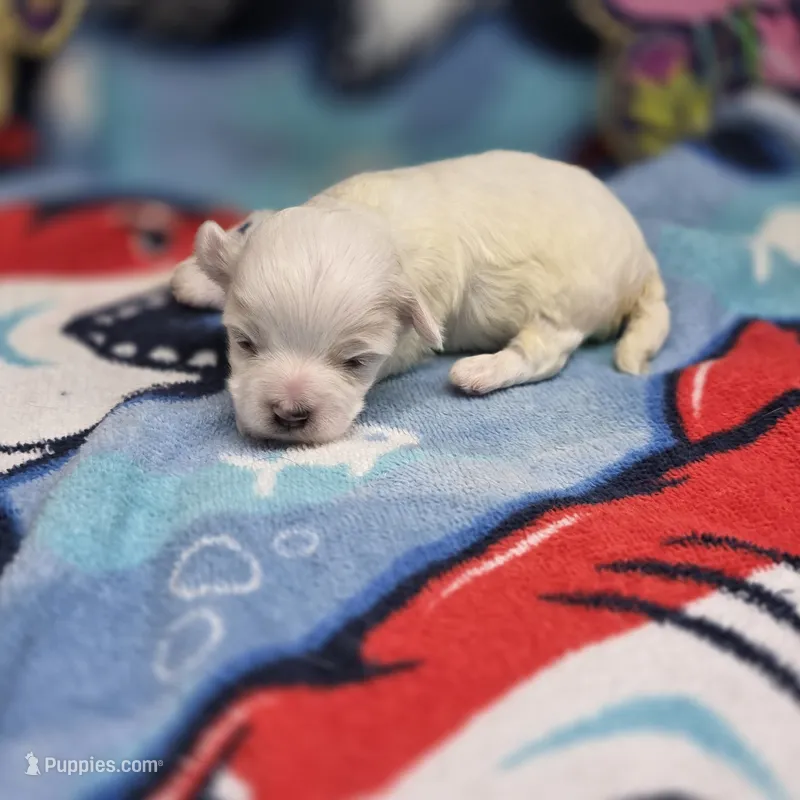 Babygirl M B – Maltipoo puppy for sale in Vinemont, AL