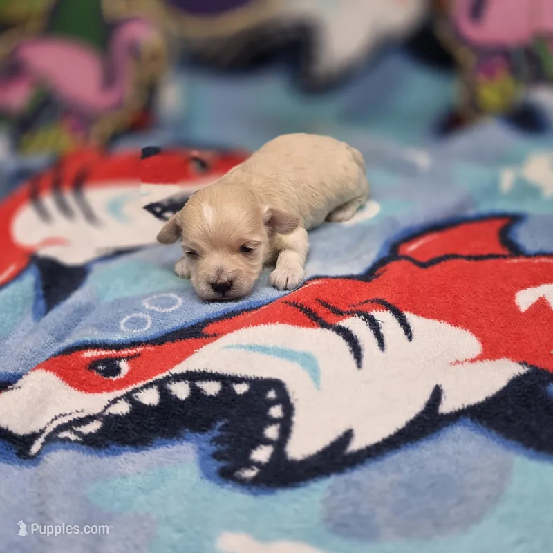 Babygirl F C – Maltipoo puppy for sale in Vinemont, AL