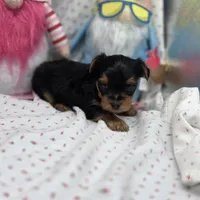 Luna M, a male Yorkshire Terrier for sale in Vinemont, AL – 2 of 4