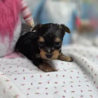 Luna F C, a female Yorkshire Terrier for sale in Vinemont, AL – 3 of 4