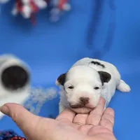 Traycee F, a female Havanese for sale in Vinemont, AL – 2 of 4