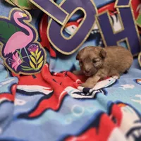 Dahlia F A, a female Pomapoo for sale in Vinemont, AL – 3 of 5