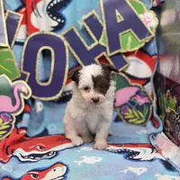 Amaryllis M D, a male Pomapoo for sale in Vinemont, AL – 4 of 4