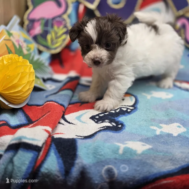 Amaryllis M C – Pomapoo puppy for sale in Vinemont, AL