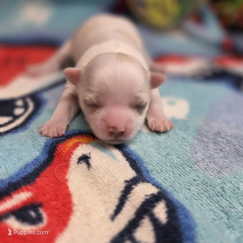 Kahlua's F B – Chihuahua puppy for sale in Vinemont, AL