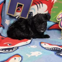 MiLu M C, a male Yorkipoo for sale in Vinemont, AL – 2 of 4