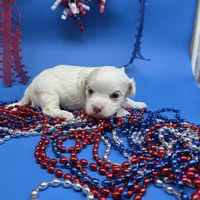 Harpie M B, a male Havanese for sale in Vinemont, AL – 2 of 5