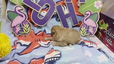 Dahlia F A, a female Pomapoo for sale in Vinemont, AL – 5 of 5