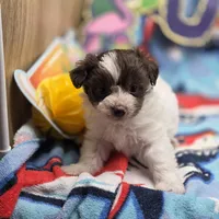 Amaryllis M C, a male Pomapoo for sale in Vinemont, AL – 3 of 4
