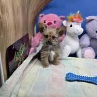 Capri M B, a male Papillon and Yorkshire Terrier for sale in Vinemont, AL – 2 of 4