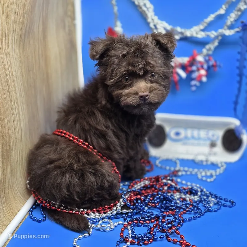 Caycee's FC – Havanese, Pomeranian puppy for sale in Vinemont, AL