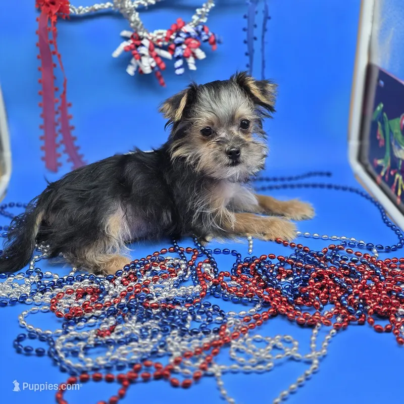 Pixie's MA – Morkie puppy for sale in Vinemont, AL