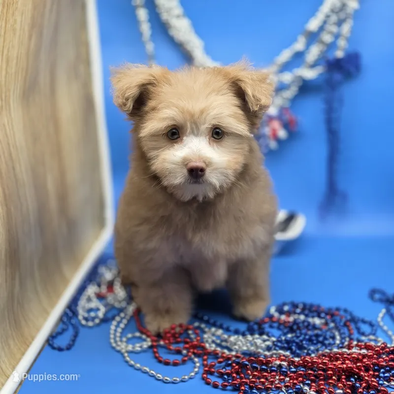 Caycee's FB – Havanese, Pomeranian puppy for sale in Vinemont, AL