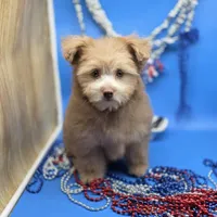 Caycee's FB, a female Havanese and Pomeranian for sale in Vinemont, AL – 1 of 8
