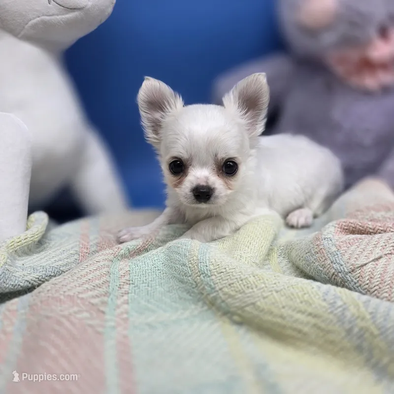 Kahlua's M – Chihuahua puppy for sale in Vinemont, AL