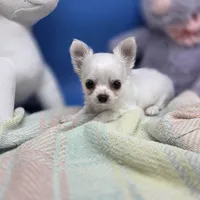 Kahlua's M, a male Chihuahua for sale in Vinemont, AL – 1 of 8