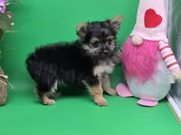 Hayley's F, a female Morkie for sale in Vinemont, AL – Photo 3 of 4
