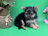 Hayley's F, a female Morkie for sale in Vinemont, AL – Photo 4 of 4