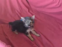 Hayley's F, a female Morkie for sale in Vinemont, AL – 3 of 8