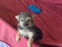 Hayley's F, a female Morkie for sale in Vinemont, AL – 2 of 8